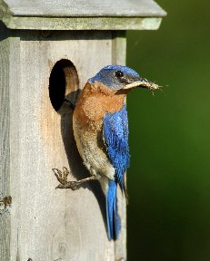 Bluebird at nesting box