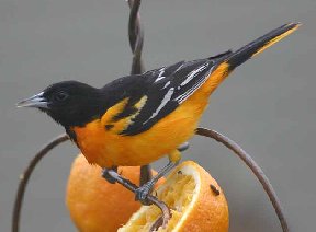 Baltimore Oriole on an orange feeder