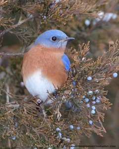 A bluebird in a cedar tree