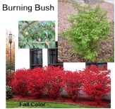 Burning_bush