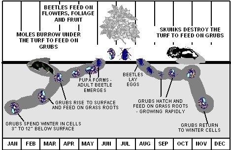 The Life Cycle of Grub Worms (June and Japanese Beetles)