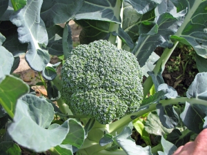 Broccoli plant