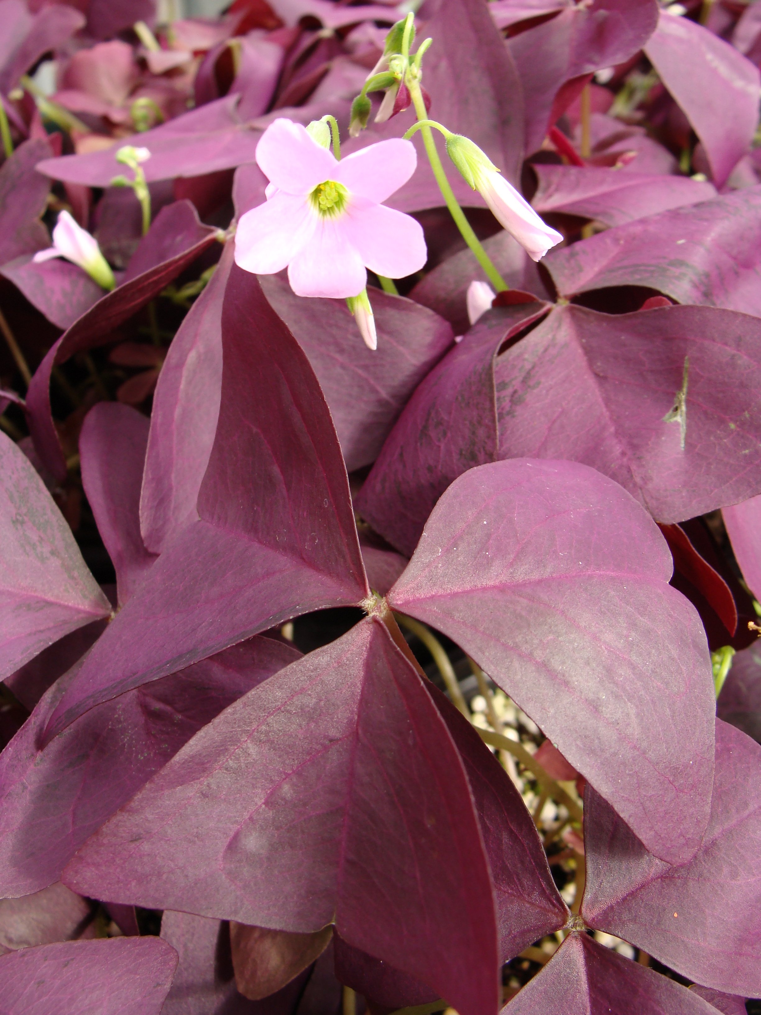 Details about   100 Seeds Oxalis Plants Wood Sorrel Flower Oxalis Purple Shamrock Clover Garden 