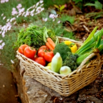 https://hillermann.wordpress.com/about/vegetable-gardening/vegetables-starting-from-seed/