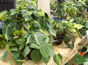 Various Philodendron Plants available at Hoffmann Hillermann Nursery and Florist - www.hillermann.com. Staff photo by Diane O.