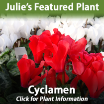 https://hillermann.wordpress.com/plant-info/houseplant-articles/featured-plant-cyclamen/