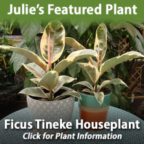 https://hillermann.wordpress.com/plant-info/houseplant-articles/ficus-tineke-variegated-rubber-tree/