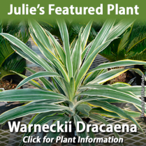 https://plants.hillermann.com/12150002/Plant/22986/Warneckii_Dracaena