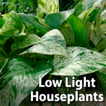 https://hillermann.wordpress.com/plant-info/houseplant-articles/low-light-houseplant-spotlight/