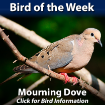 https://hillermann.wordpress.com/birds-wildlife-articles/birds/mourning-dove/