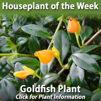 https://plants.hillermann.com/12150002/Plant/35365/Goldfish_Plant