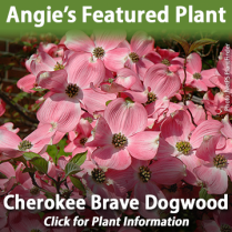 https://plants.hillermann.com/12150002/Plant/3455/Cherokee_Brave_Flowering_Dogwood