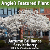 https://plants.hillermann.com/12150002/Plant/607/Autumn_Brilliance_Serviceberry
