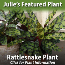 https://plants.hillermann.com/12150002/Plant/30290/Rattlesnake_Plant