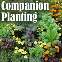 https://hillermann.wordpress.com/about/vegetable-gardening/companion-planting/