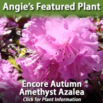 https://plants.hillermann.com/12150002/Plant/14256/Encore_Autumn_Amethyst_Azalea