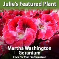 https://hillermann.wordpress.com/plant-info/annual-plant-articles/martha-washington-geranium/